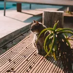 Joao Jungle Appartement