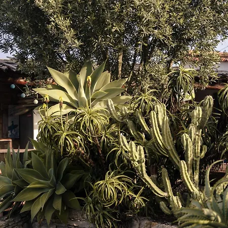 Διαμέρισμα Joao Jungle *