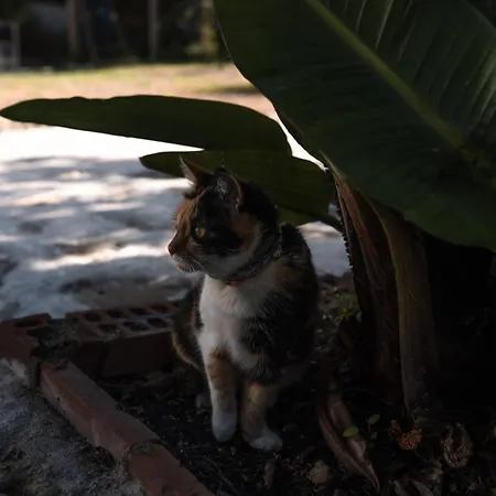 Joao Jungle Apartment Acafora