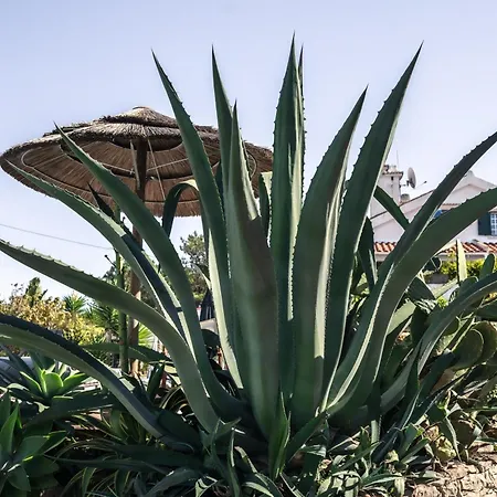 Apartment Joao Jungle *