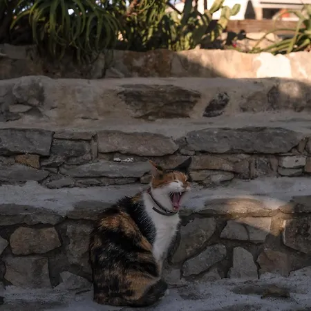 Apartment Joao Jungle Acafora