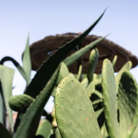 Apartment Joao Jungle