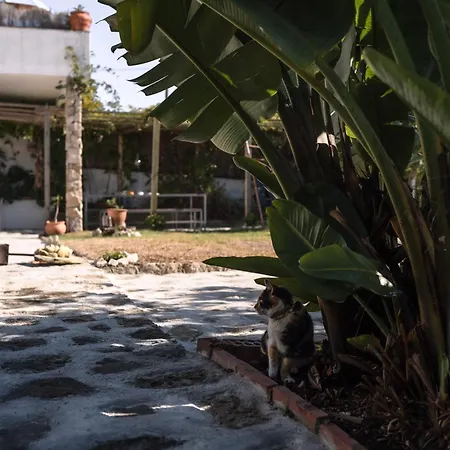 Joao Jungle * Acafora