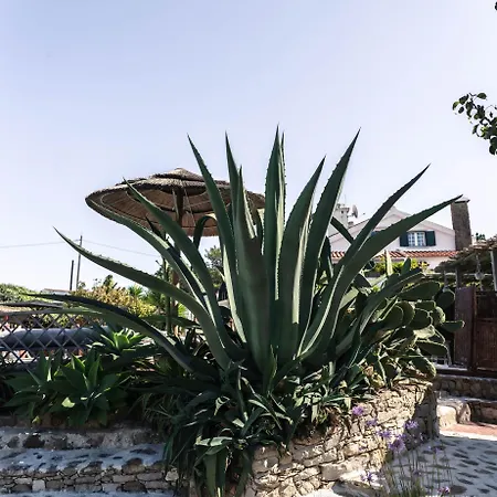Joao Jungle Apartment