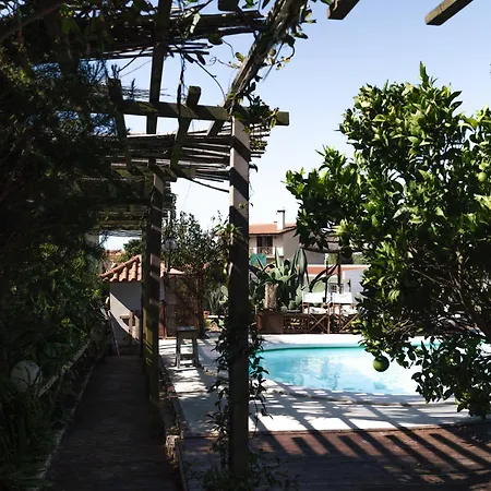 Joao Jungle Acafora