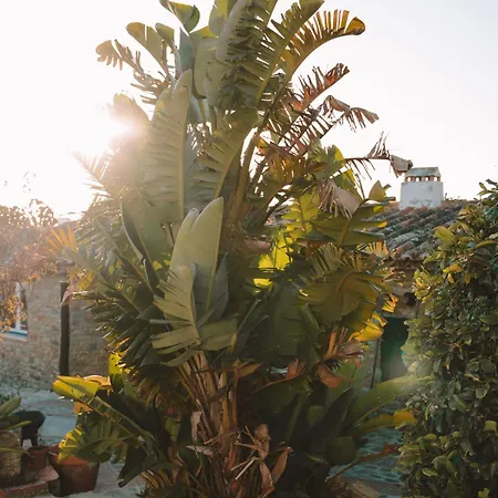 Apartment Joao Jungle