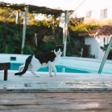 Joao Jungle Διαμέρισμα *