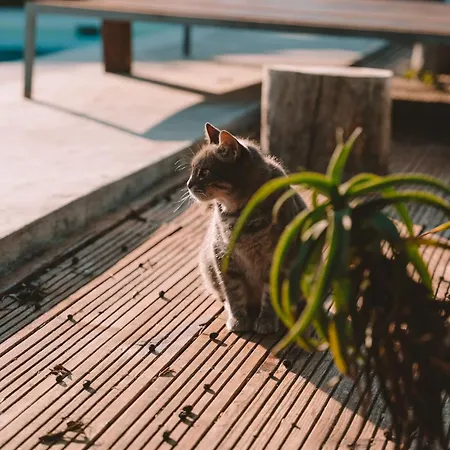 Joao Jungle Διαμέρισμα