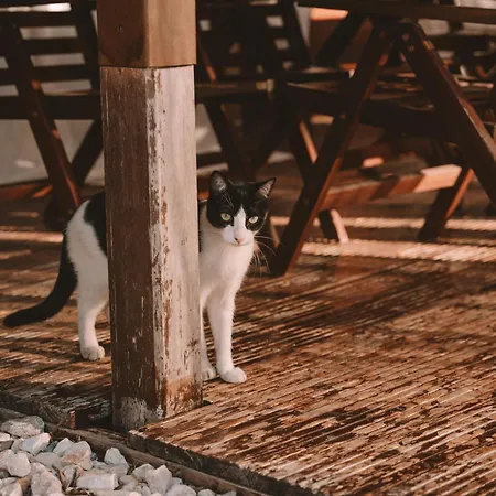 Apartment Joao Jungle Acafora