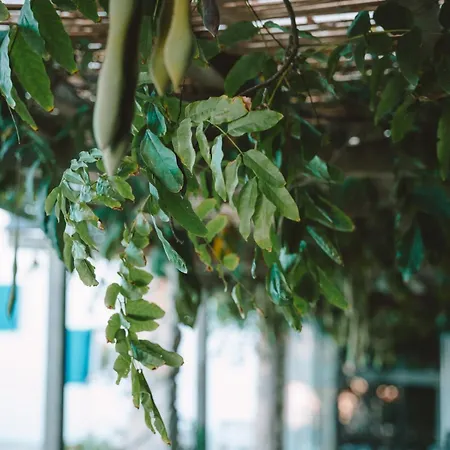 Διαμέρισμα Joao Jungle