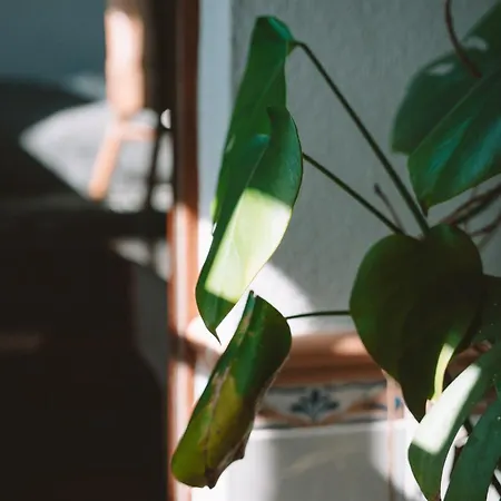 Joao Jungle * Acafora