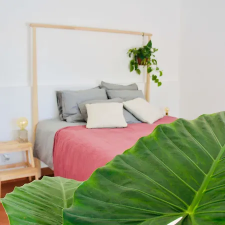Appartement Joao Jungle
